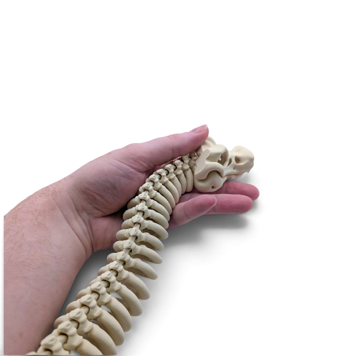 Skeleton snake