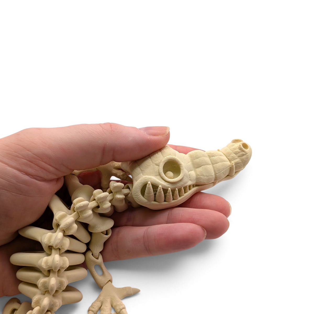 Crocodile Skeleton