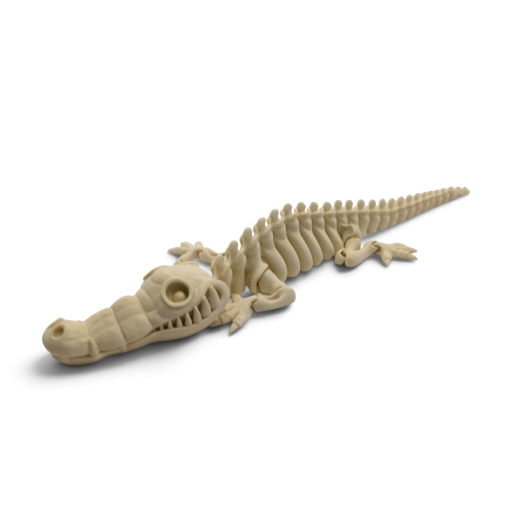 Crocodile Skeleton