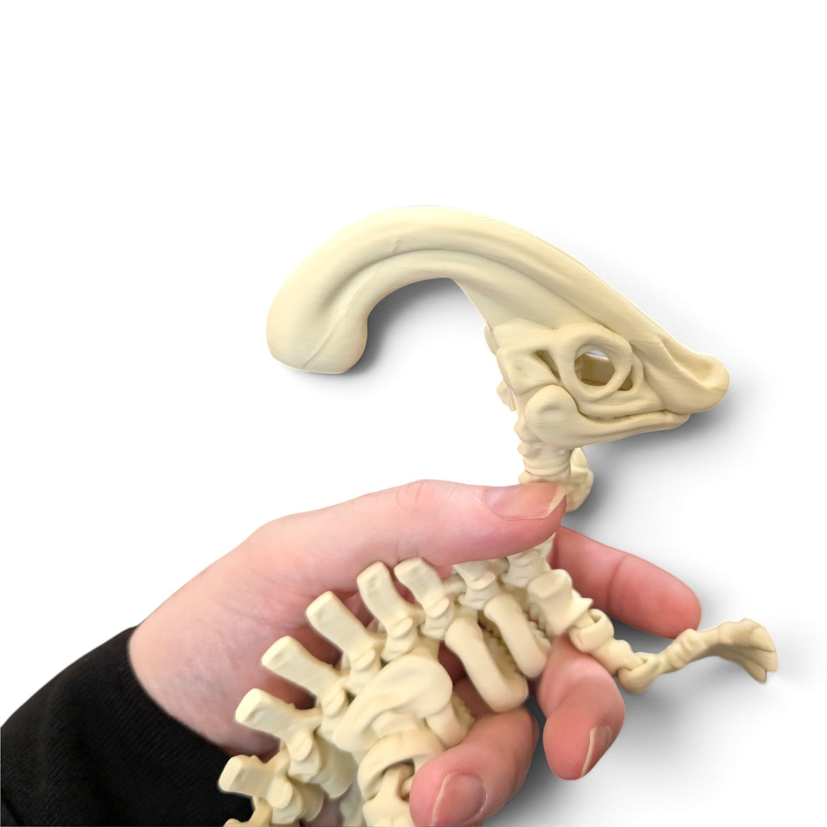 Parasaurolophus skeleton