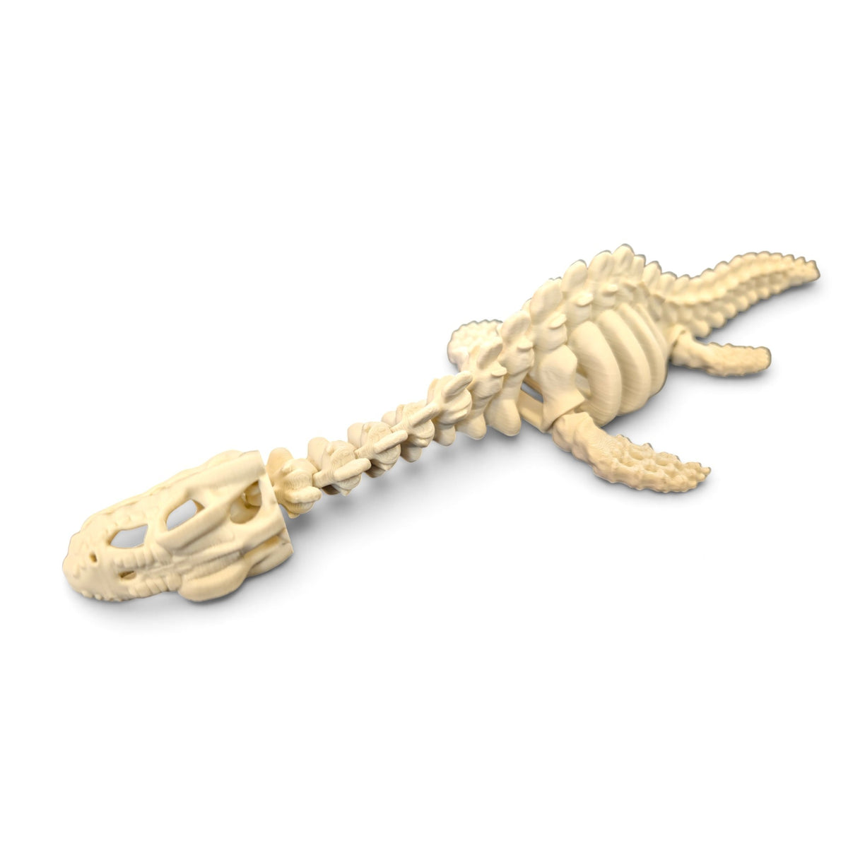 Plesiosaur skeleton