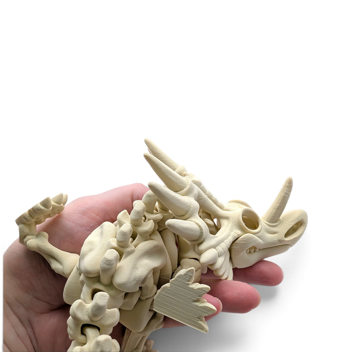 Styracosaurus Skeleton