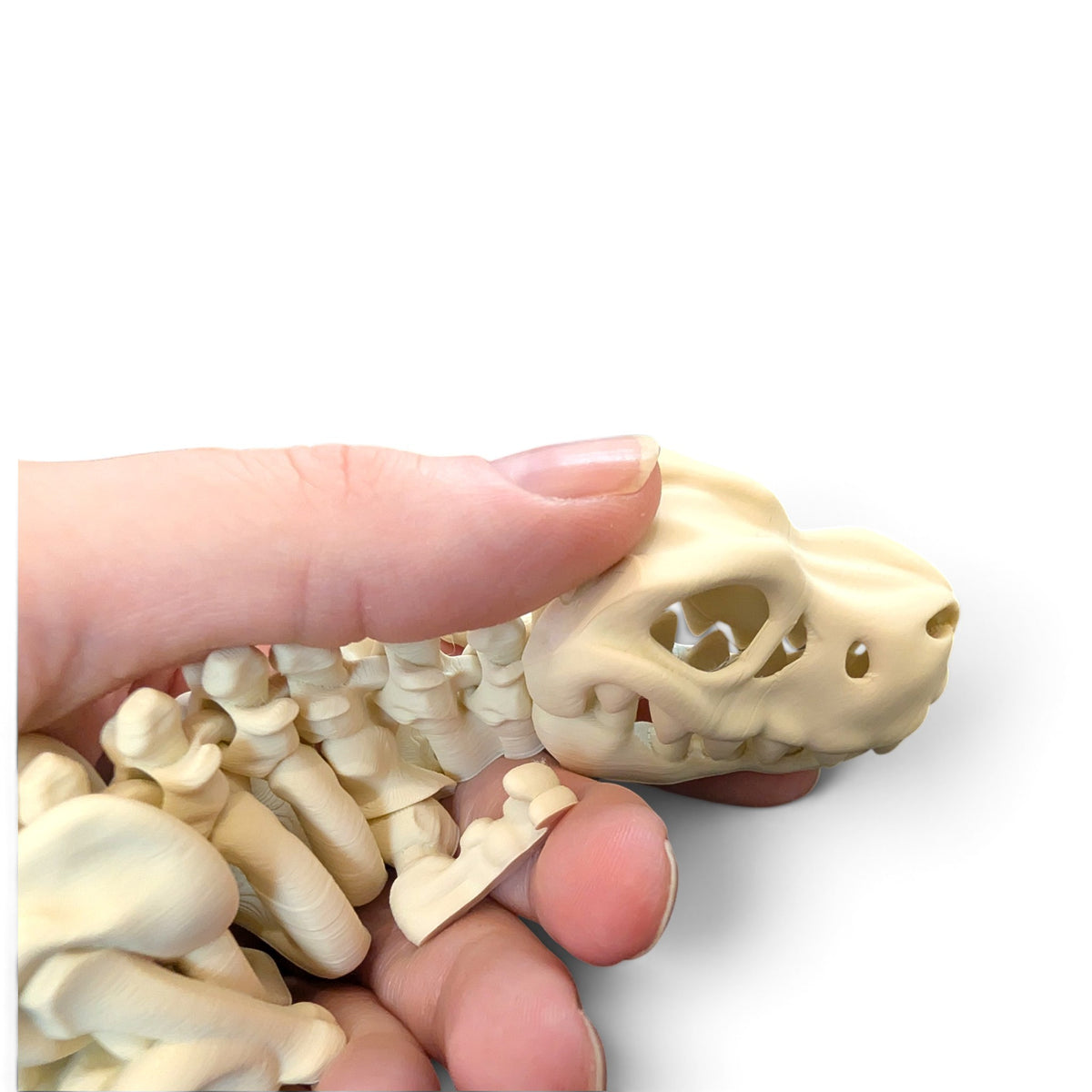 T-Rex skeleton