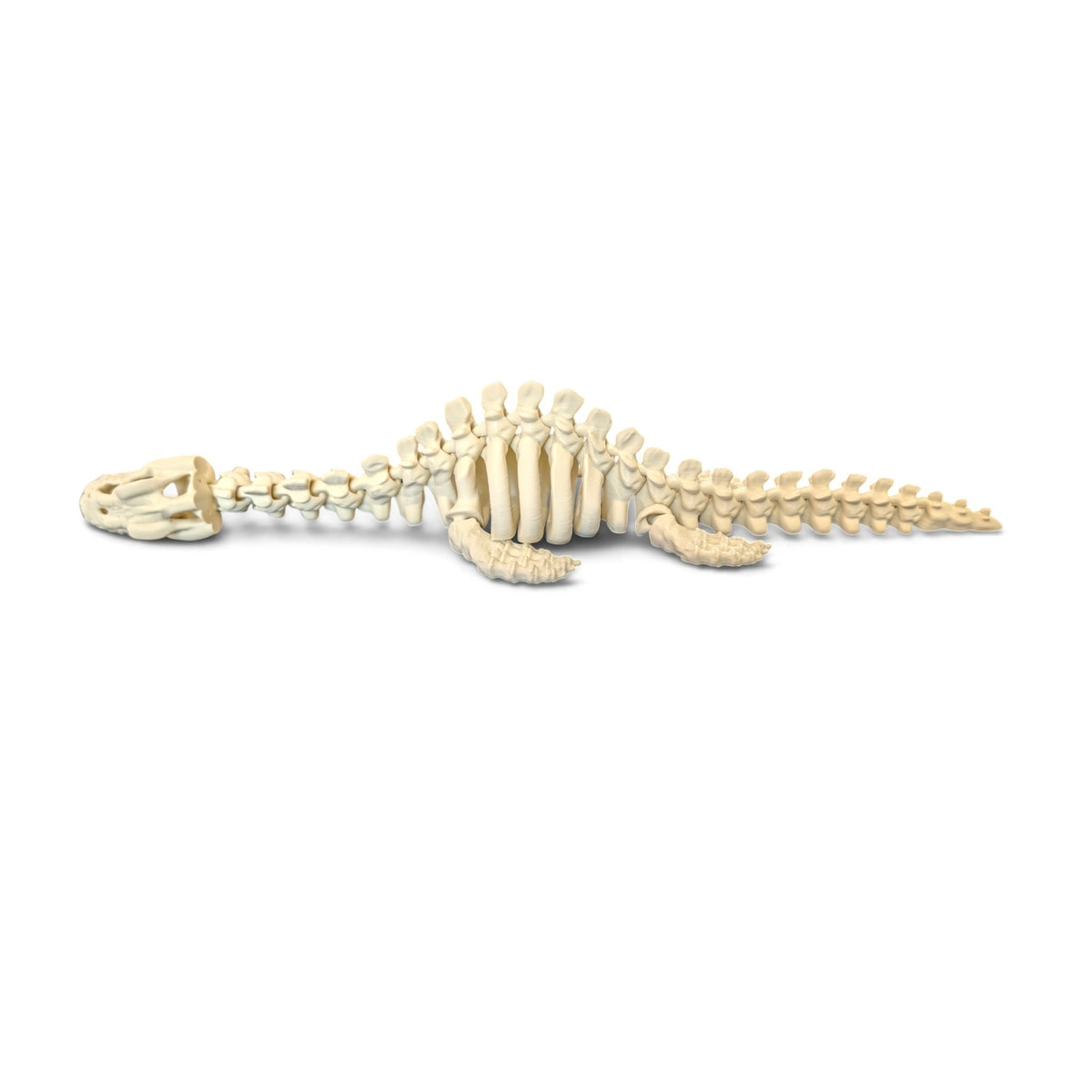 Plesiosaur skeleton