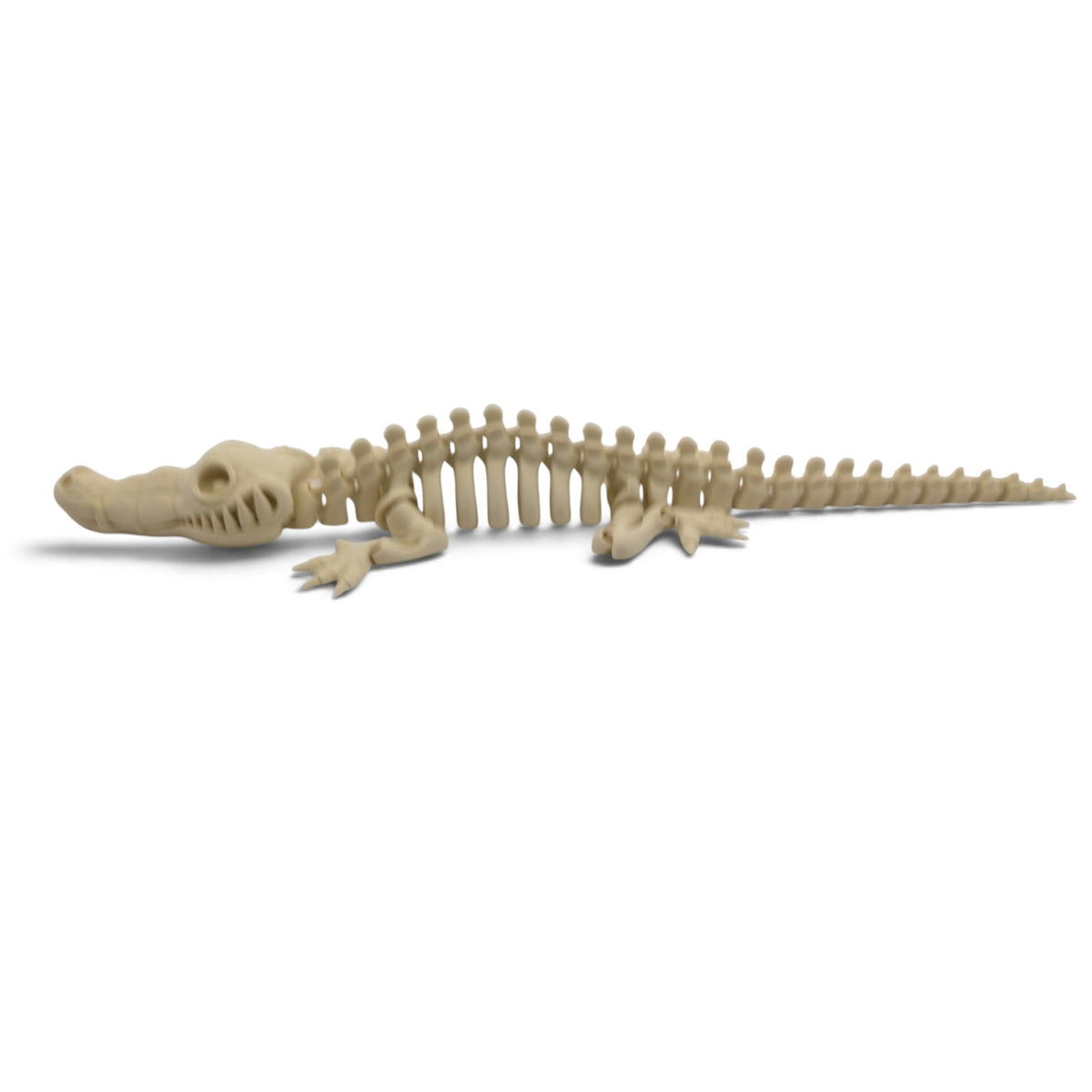 Crocodile Skeleton