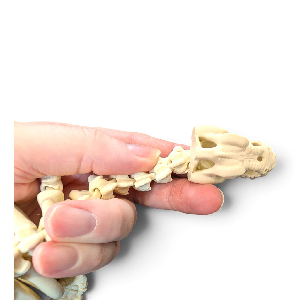 Plesiosaur skeleton