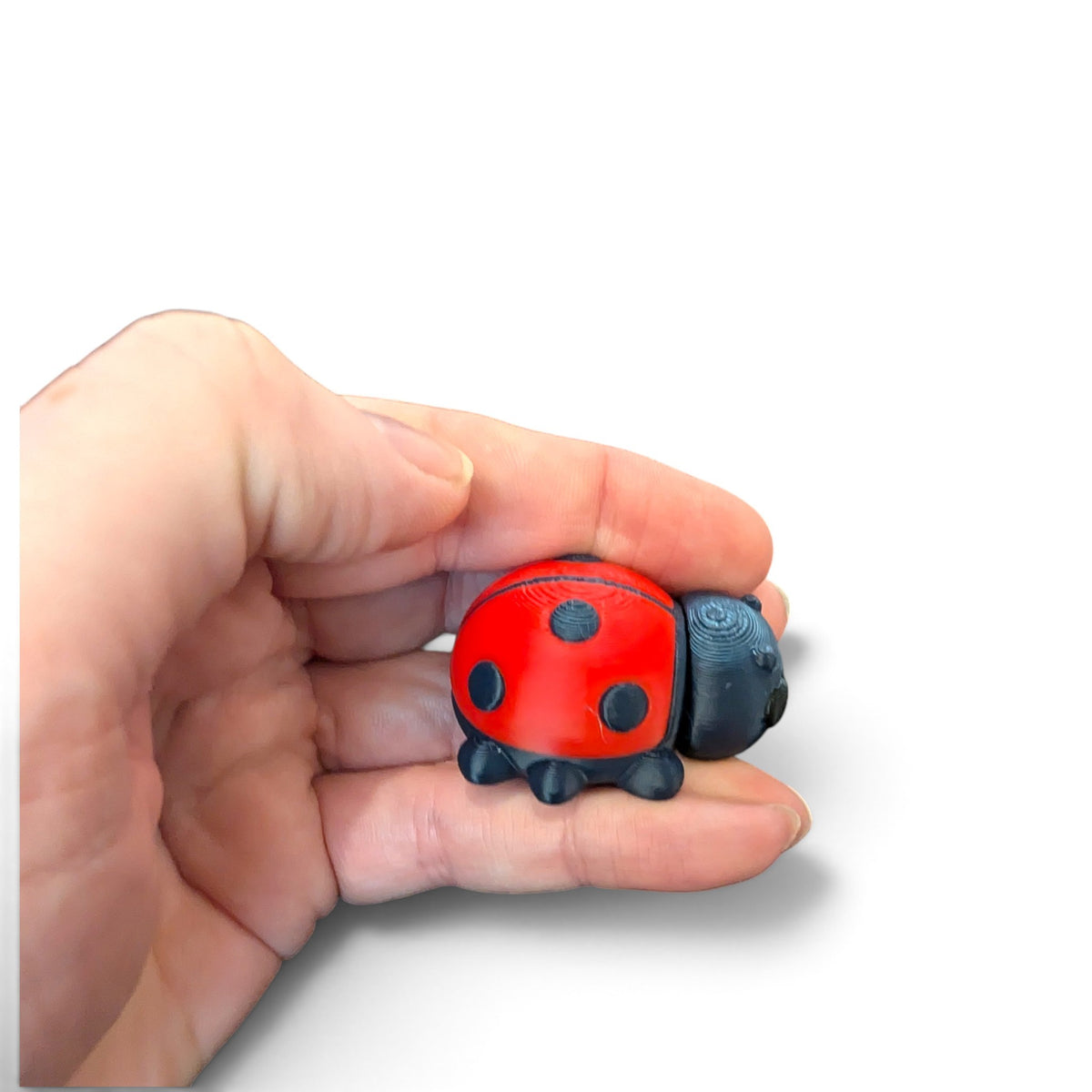 Ladybird